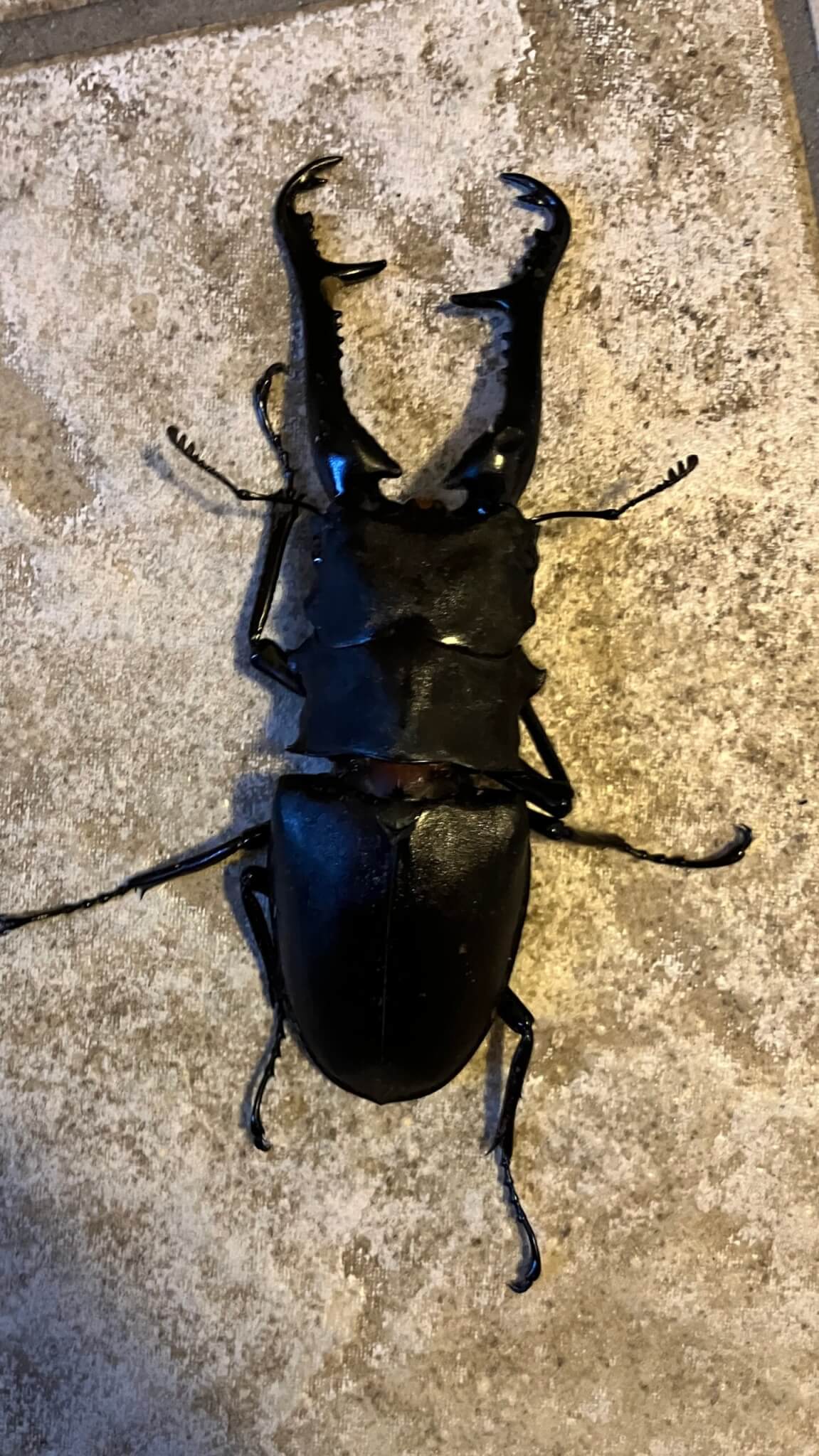 ギラファノコギリクワガタ