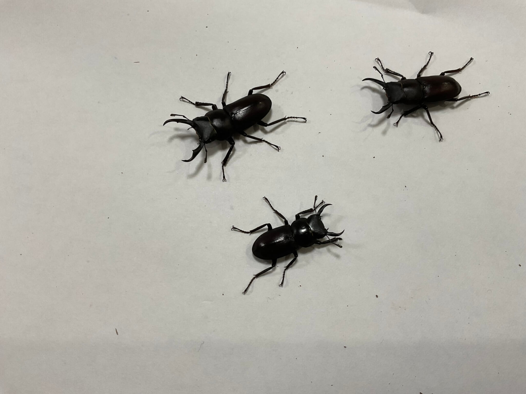 国産コクワガタ