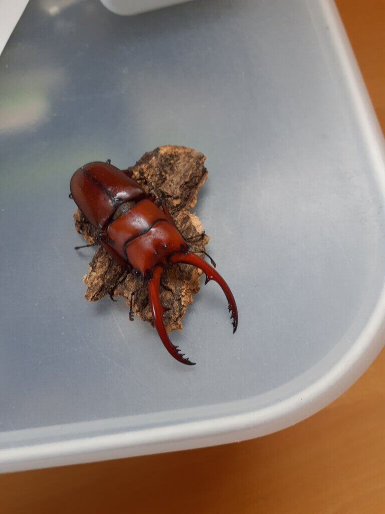 アスタコイデスノコギリクワガタ