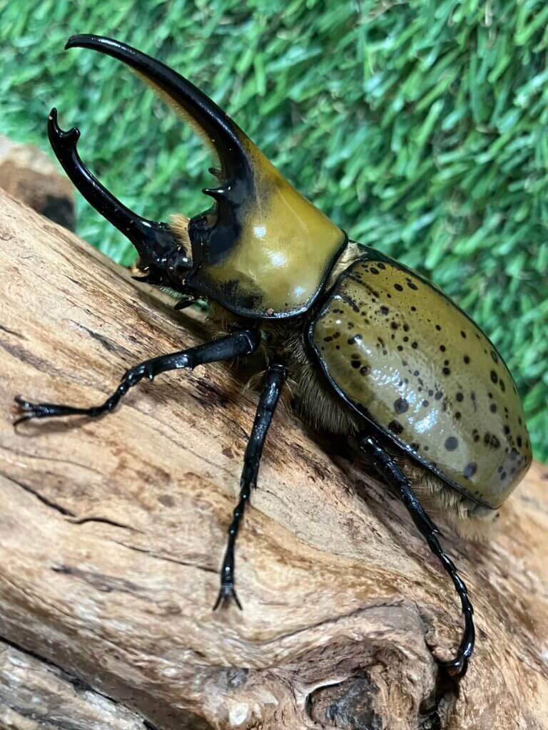 ミヤシタシロカブト