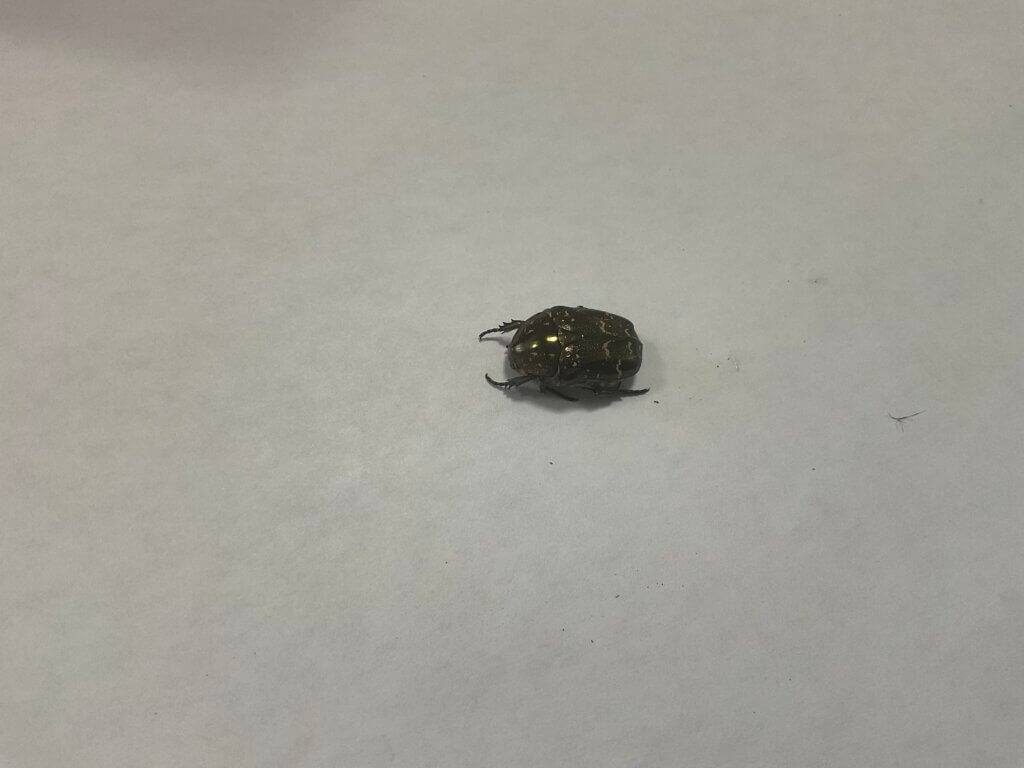 シラホシハナムグリ