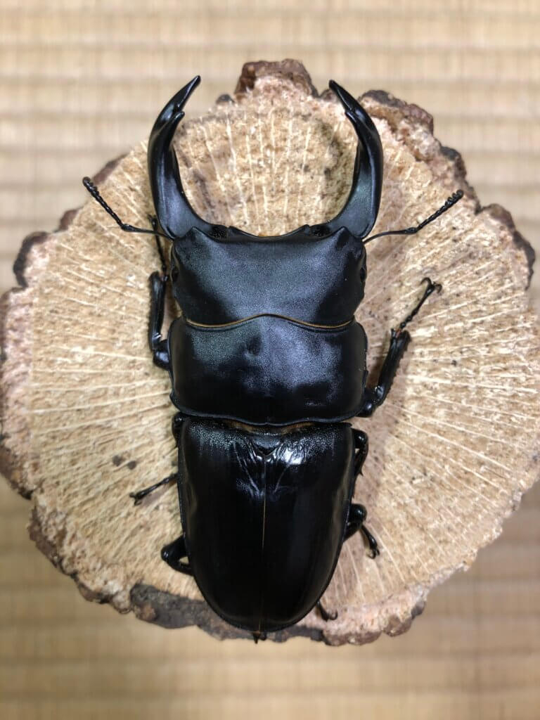 国産オオクワガタ　能勢YG