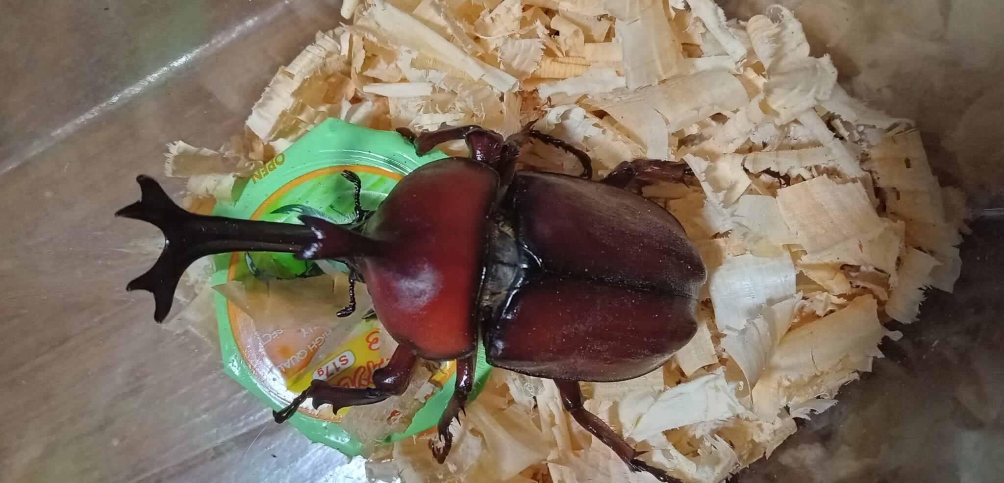 国産カブトムシ　千葉県WF3