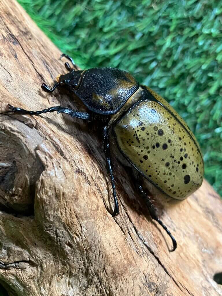 ミヤシタシロカブト