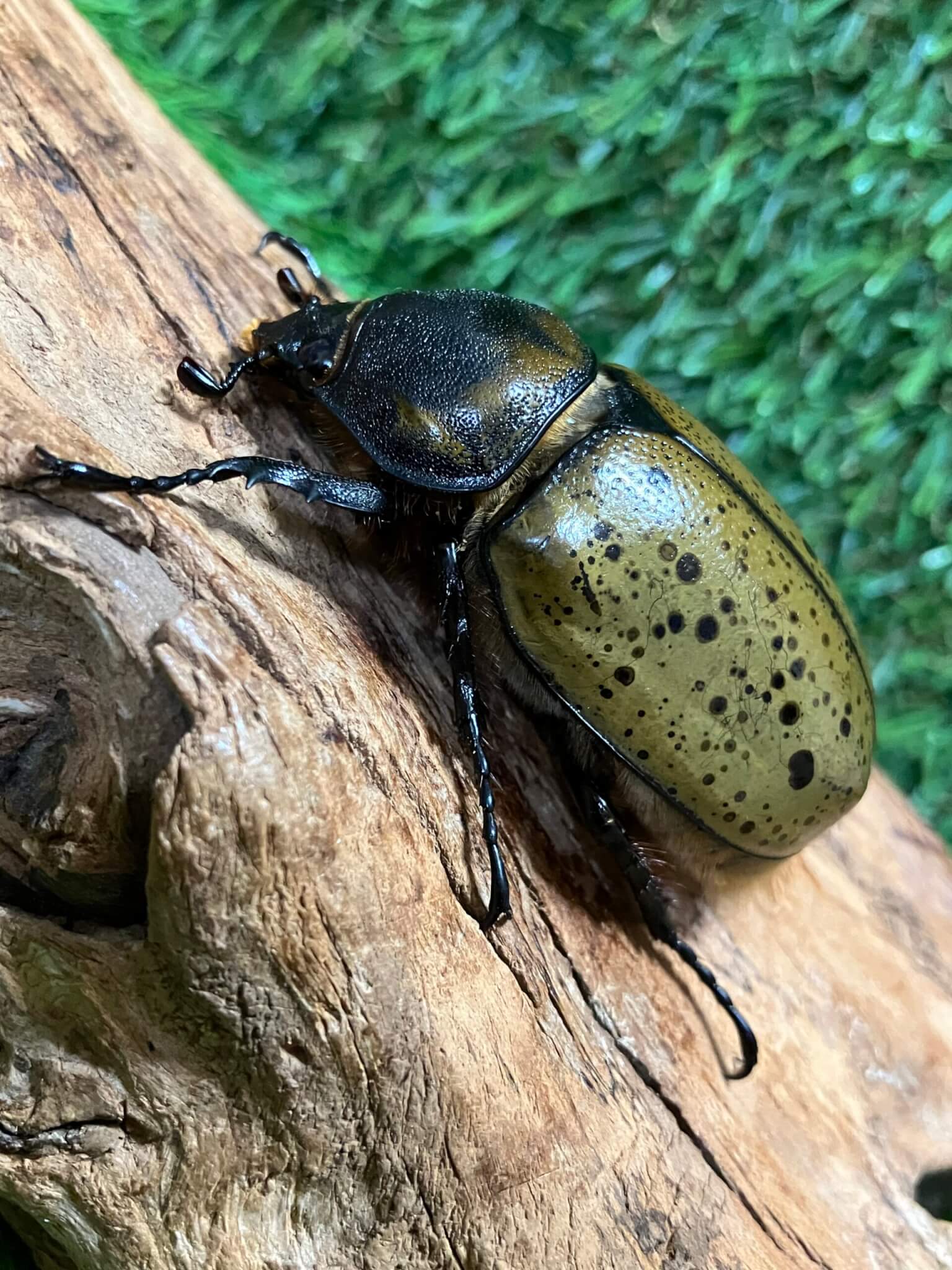 ミヤシタシロカブト