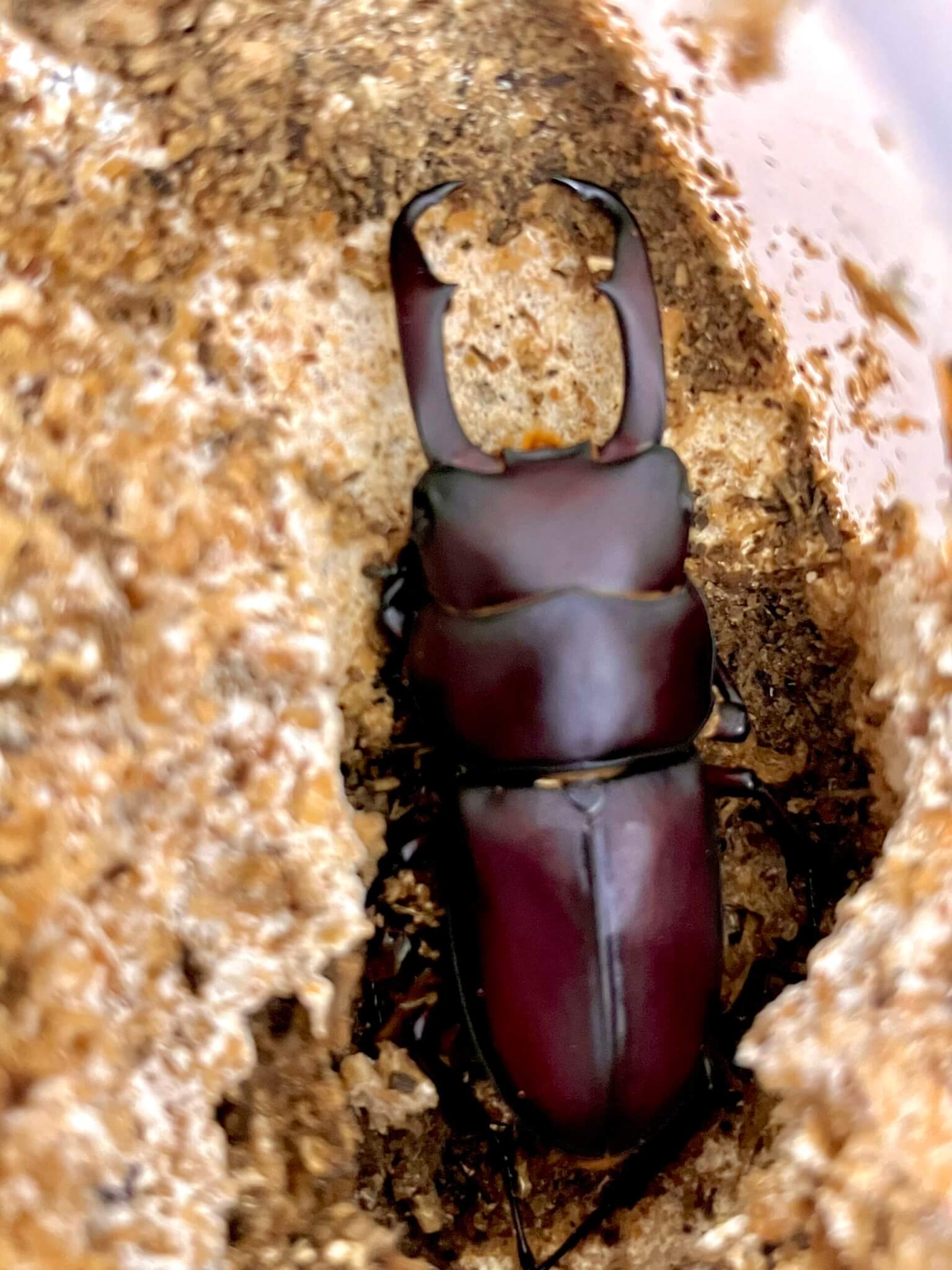 国産コクワガタ　東京