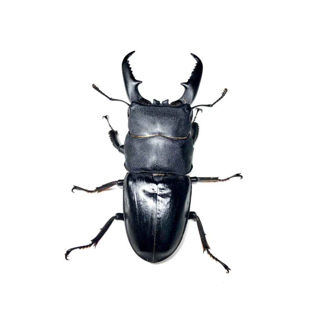 国産ヒラタクワガタ