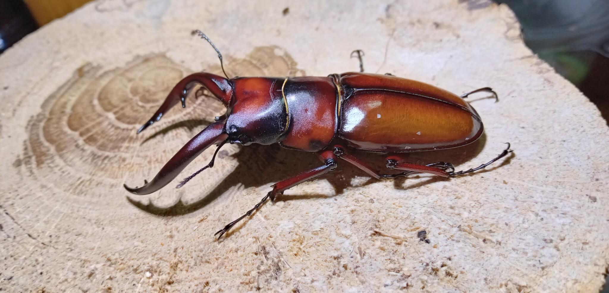 トカラノコギリクワガタ 悪石島
