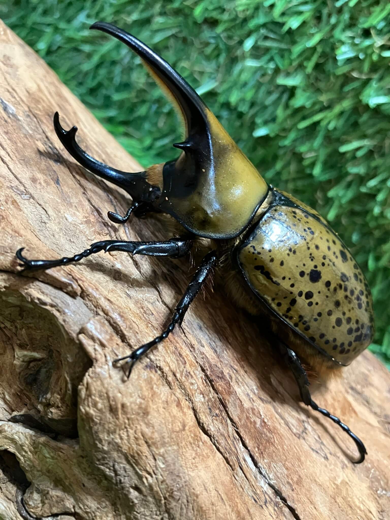 ミヤシタシロカブト