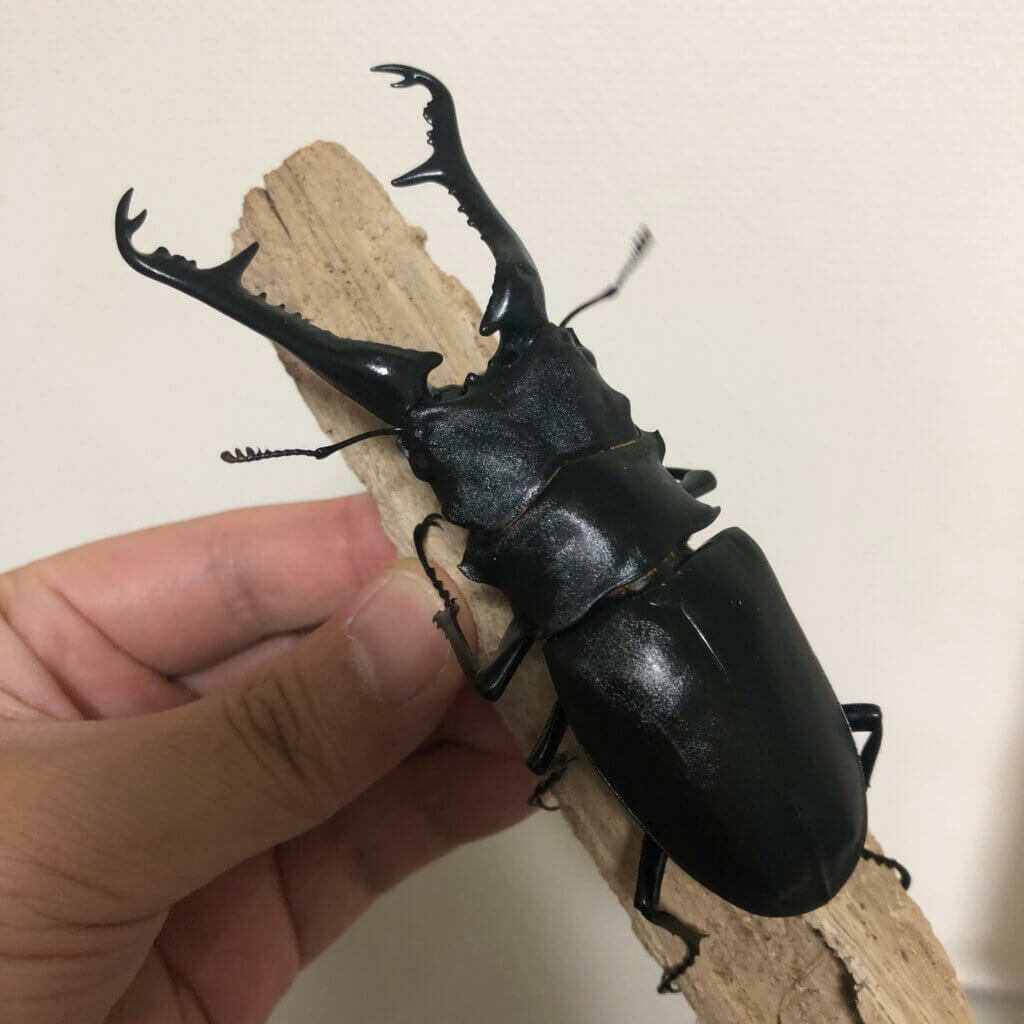 ギラファノコギリクワガタ