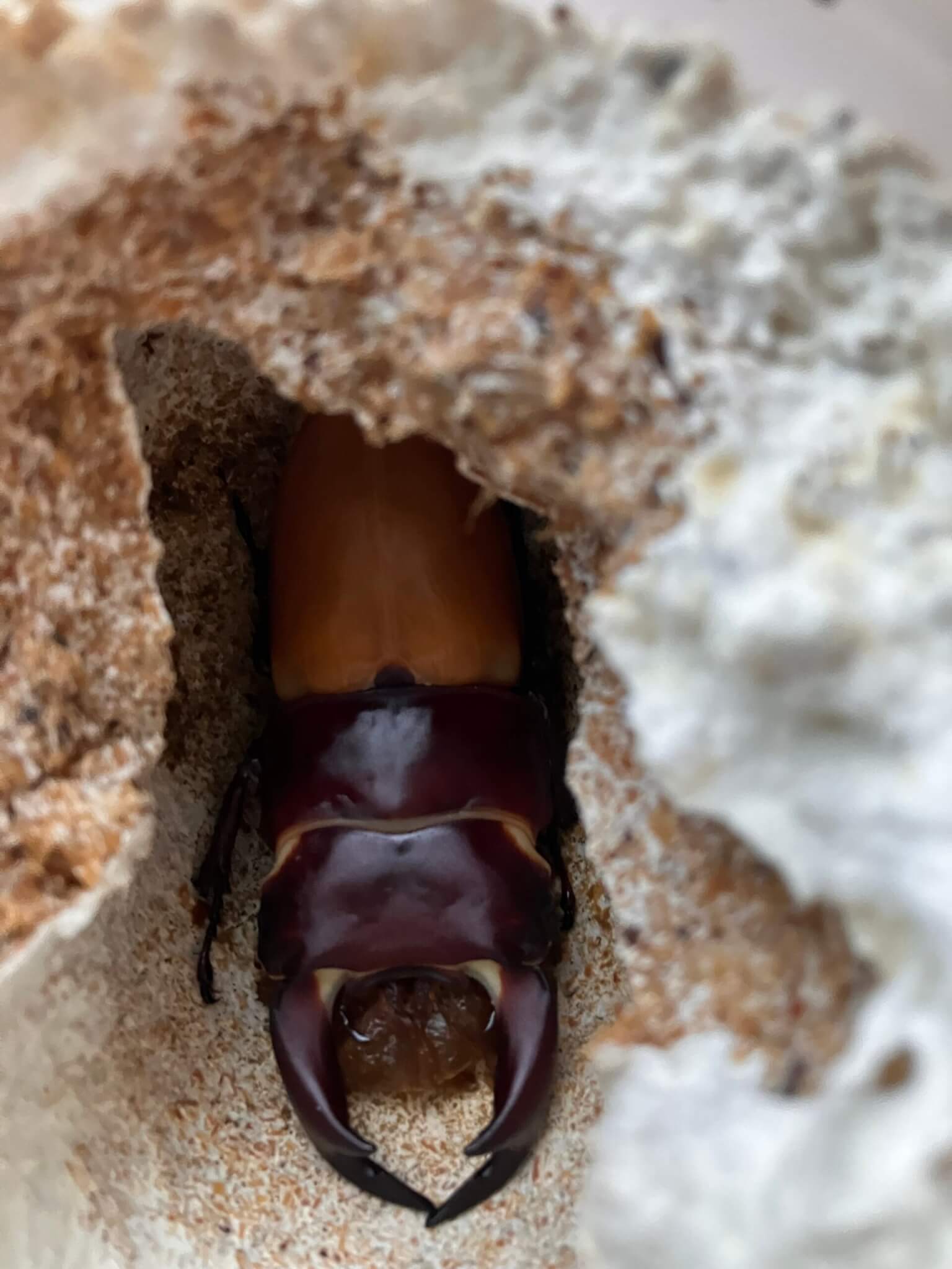 国産オオクワガタ 岡山県津山