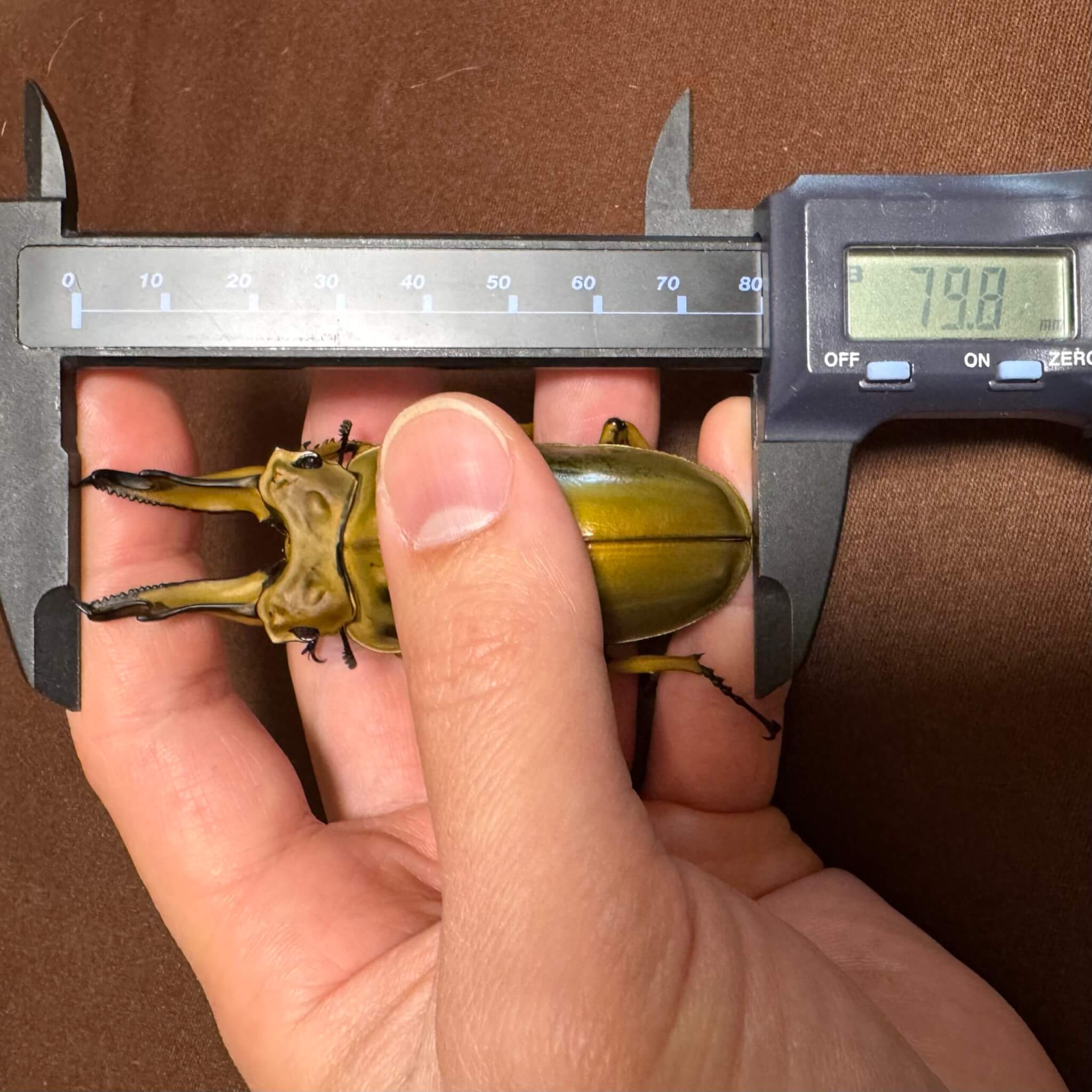 ババオウゴンオニクワガタ