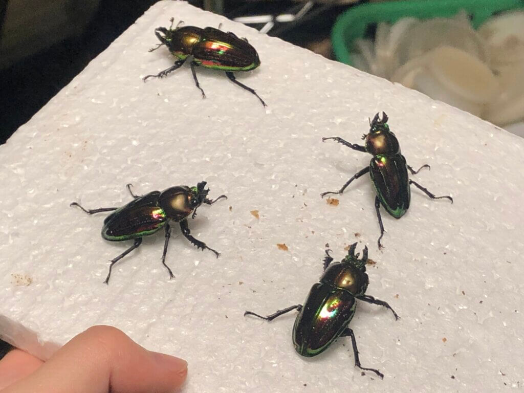 ニジイロクワガタ