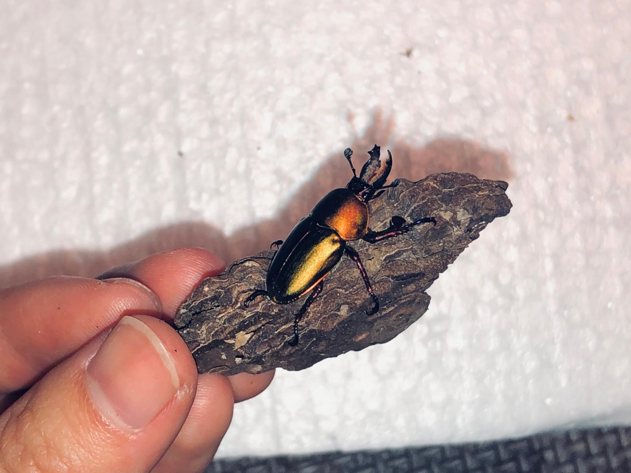 パプアキンイロクワガタ