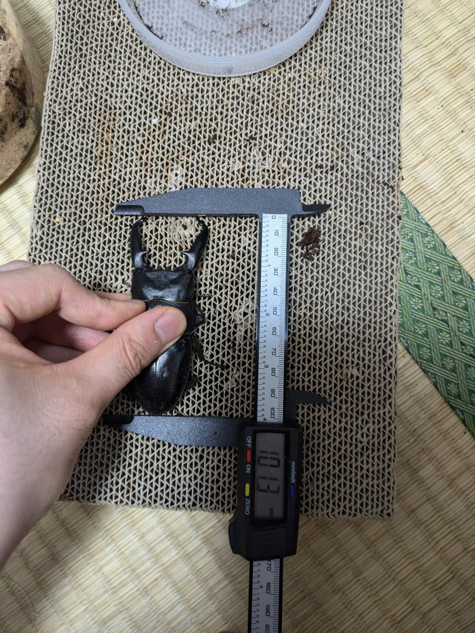 パラワンオオヒラタクワガタ