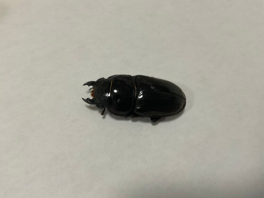 スマトラオオヒラタクワガタ