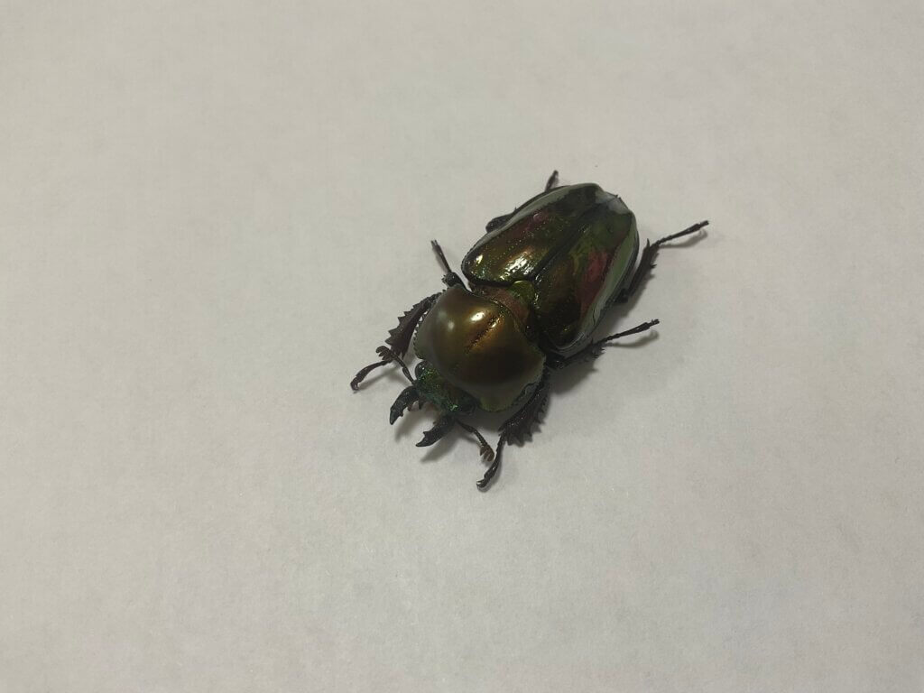 ニジイロクワガタ