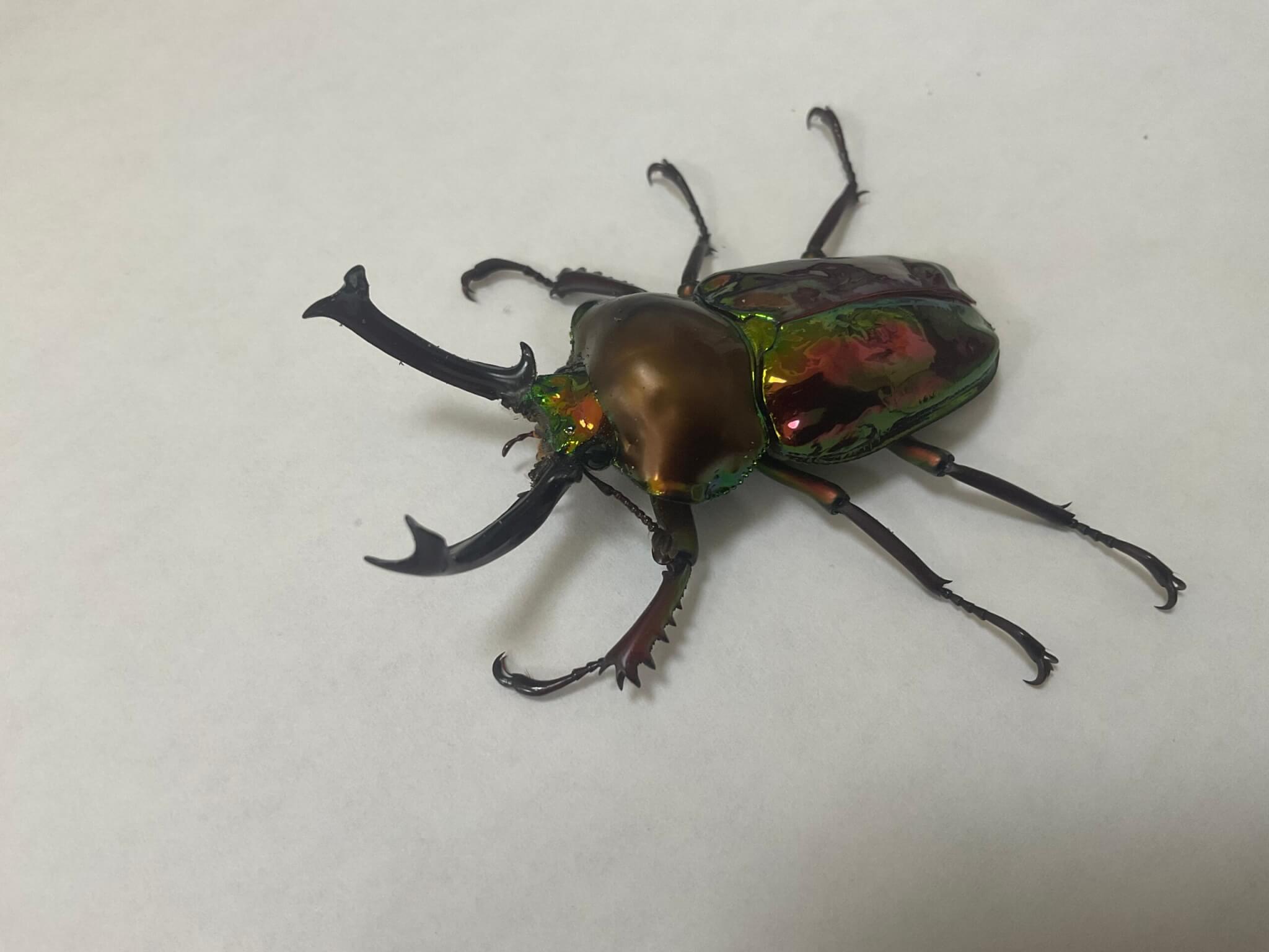 ニジイロクワガタ