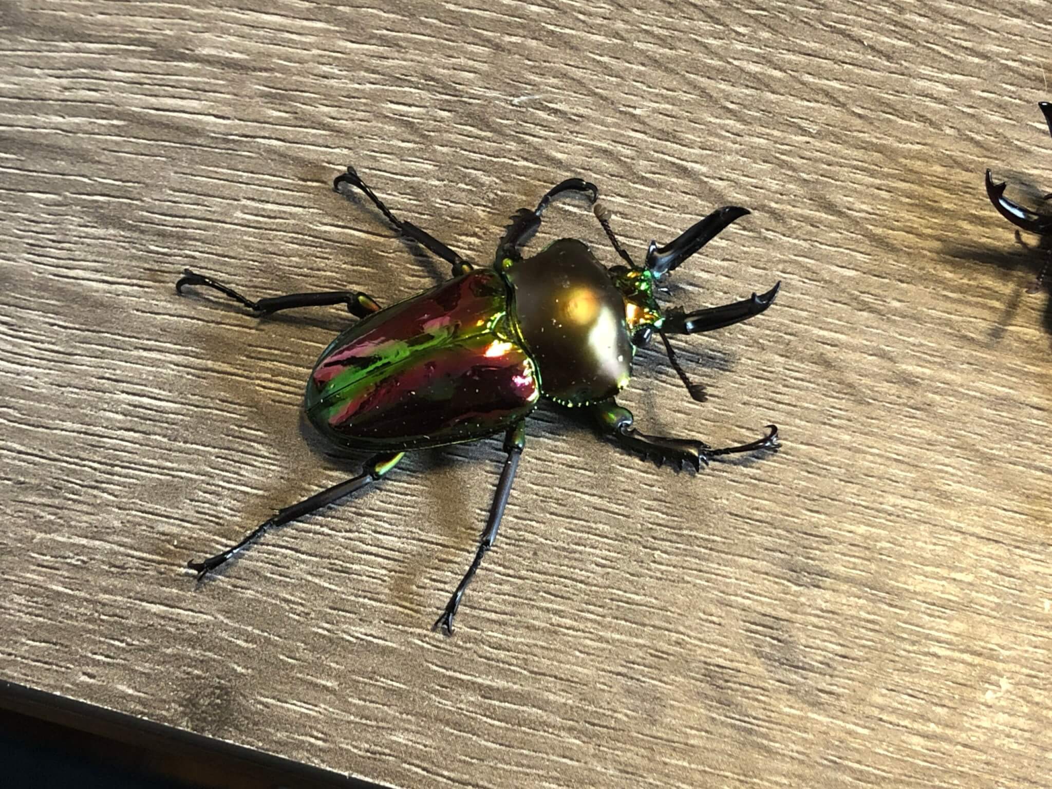 ニジイロクワガタ