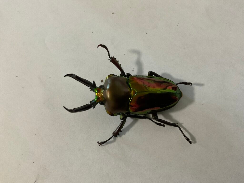 ニジイロクワガタ