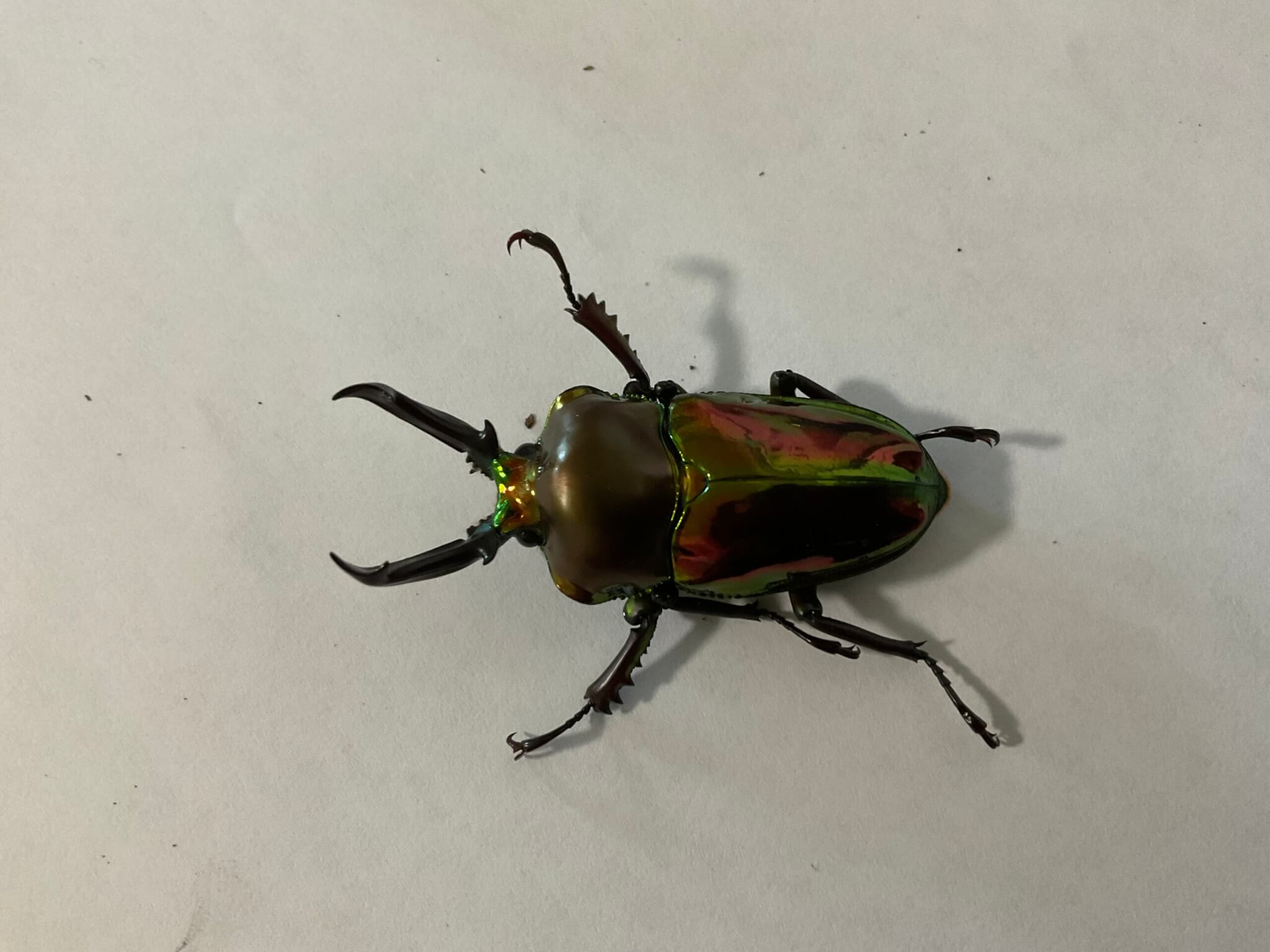 ニジイロクワガタ