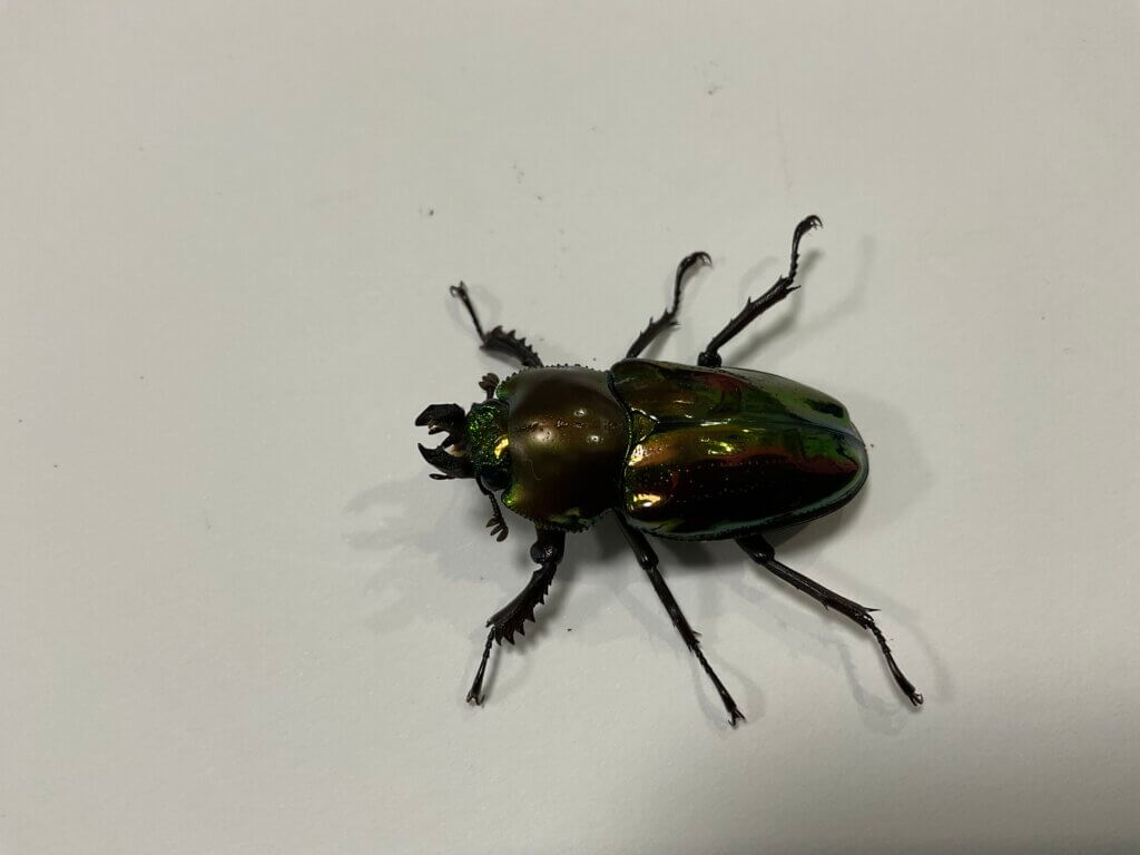 ニジイロクワガタ