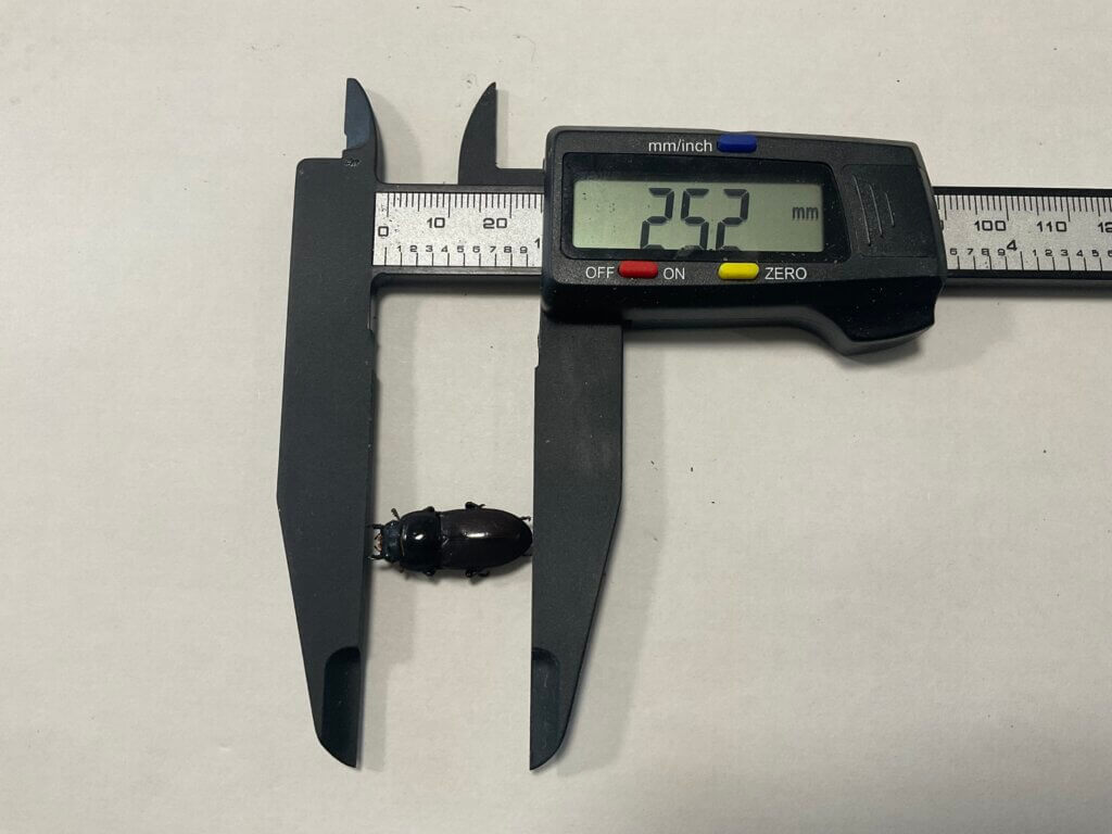 国産コクワガタ