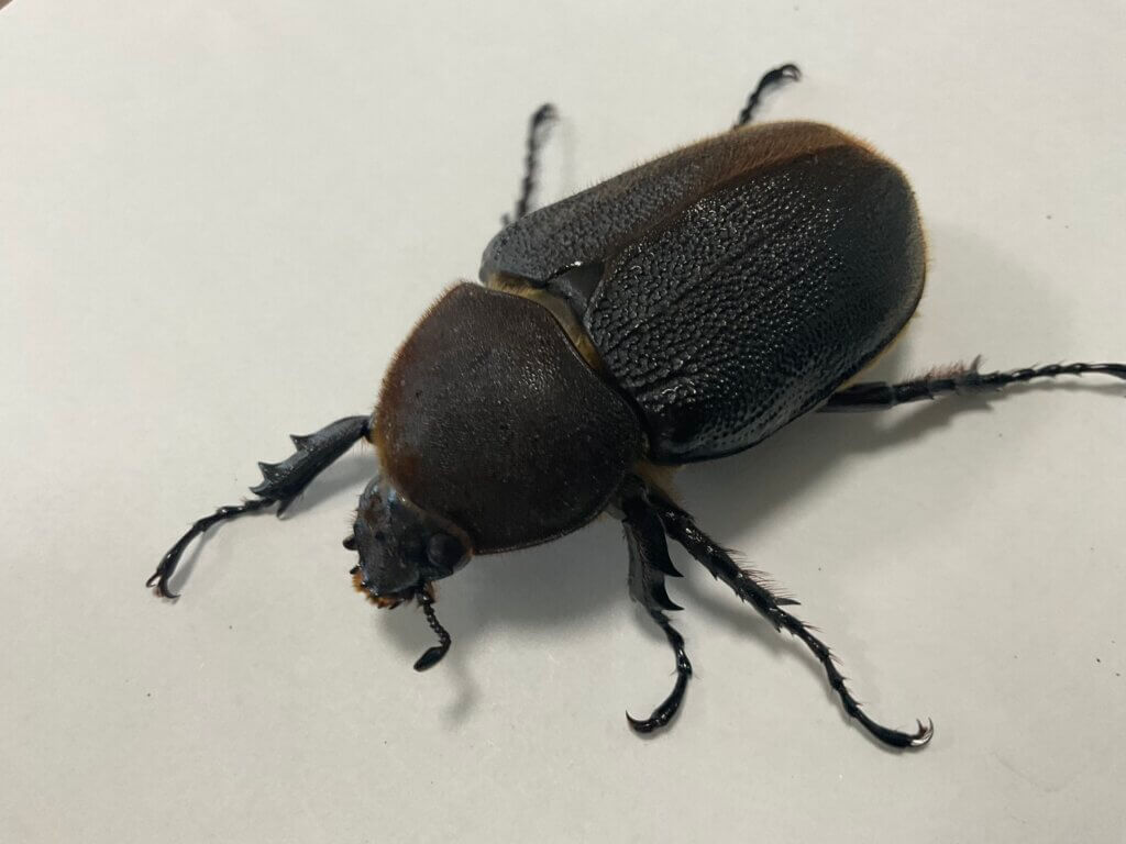 ヘラクレス・ヘラクレス