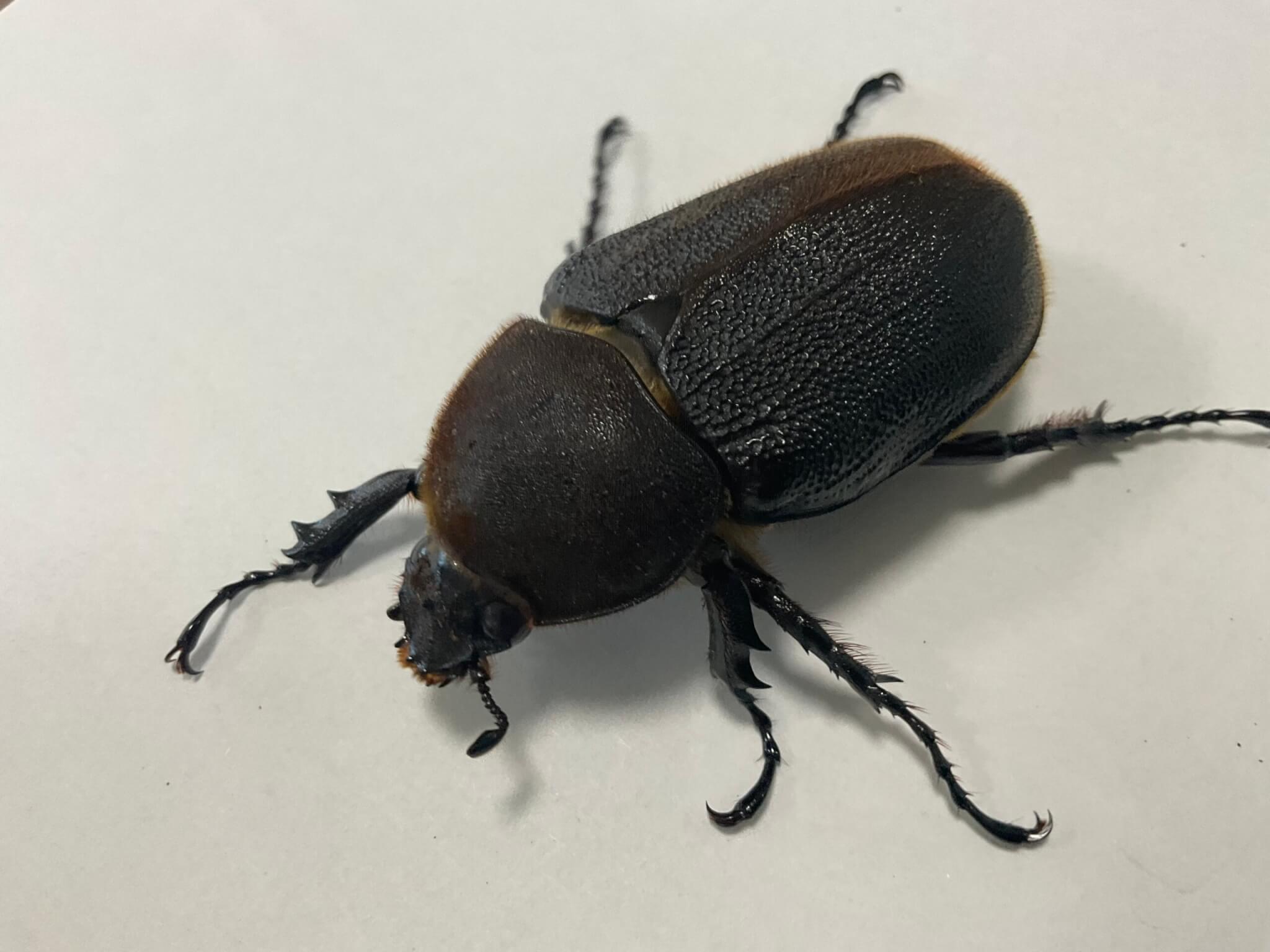 ヘラクレス・ヘラクレス