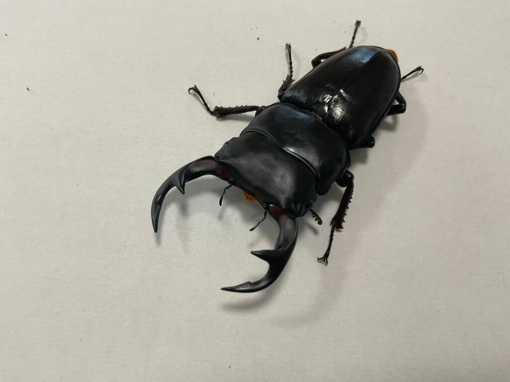 クルビデンスオオクワガタ