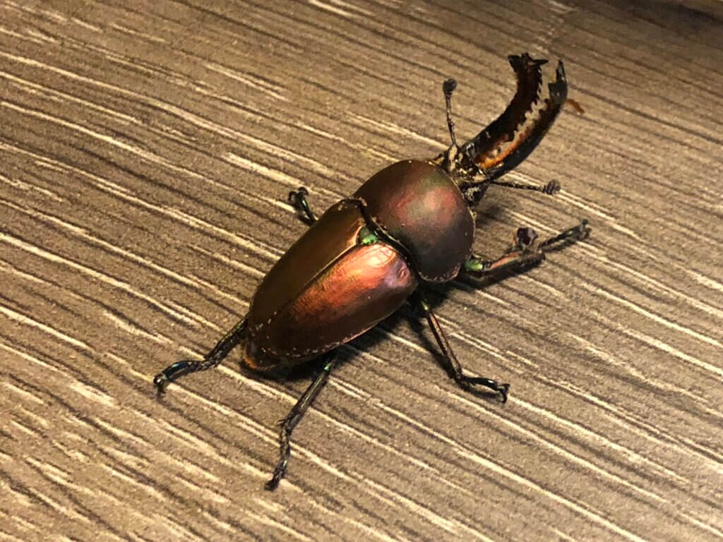 パプアキンイロクワガタ