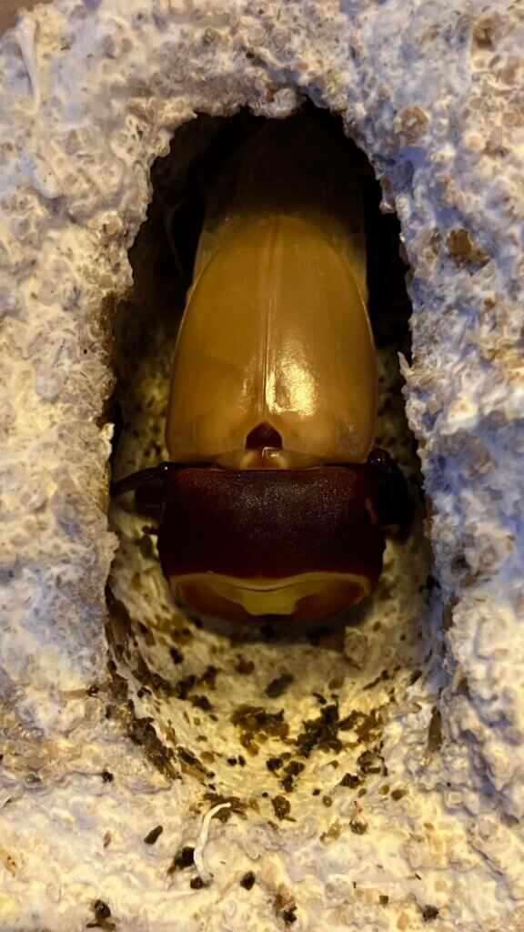 国産ヒラタクワガタ