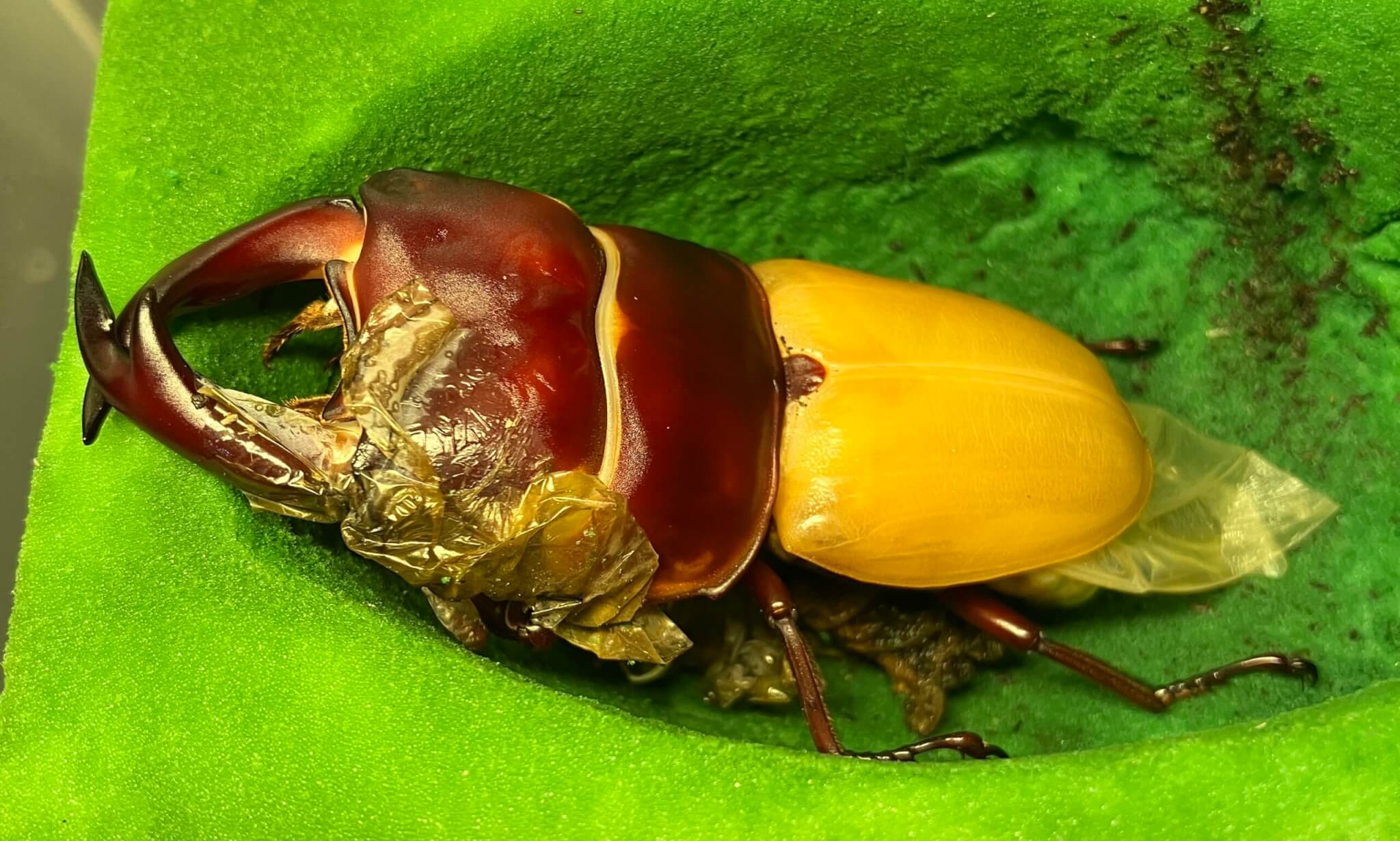 国産オオクワガタ 能勢