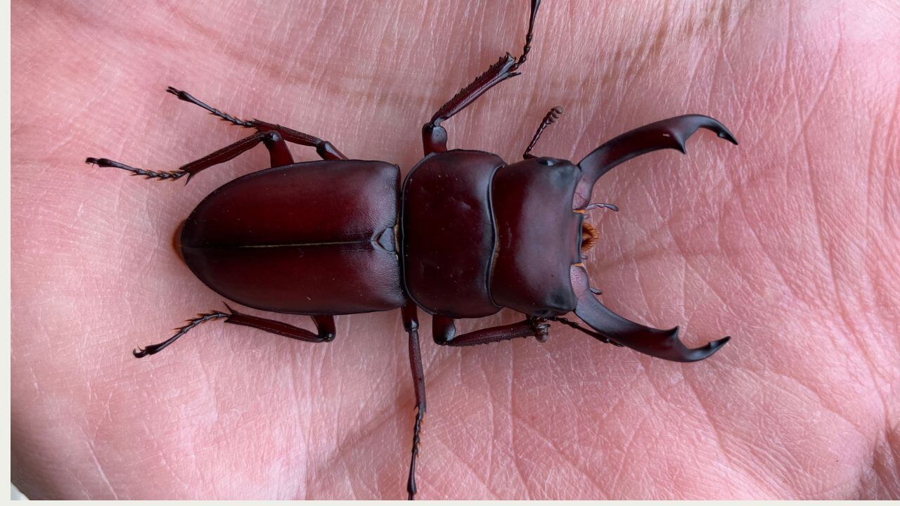 国産コクワガタ