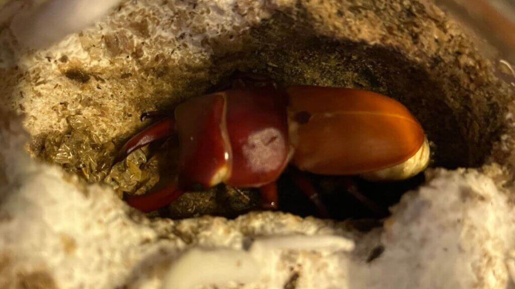 国産コクワガタ