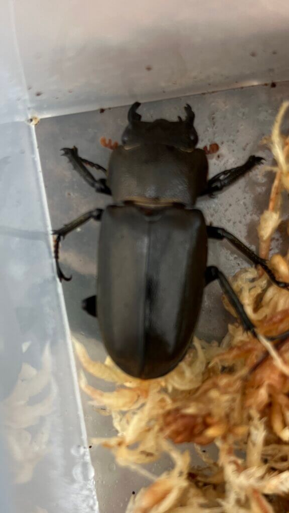 メタリフェルホソアカクワガタ