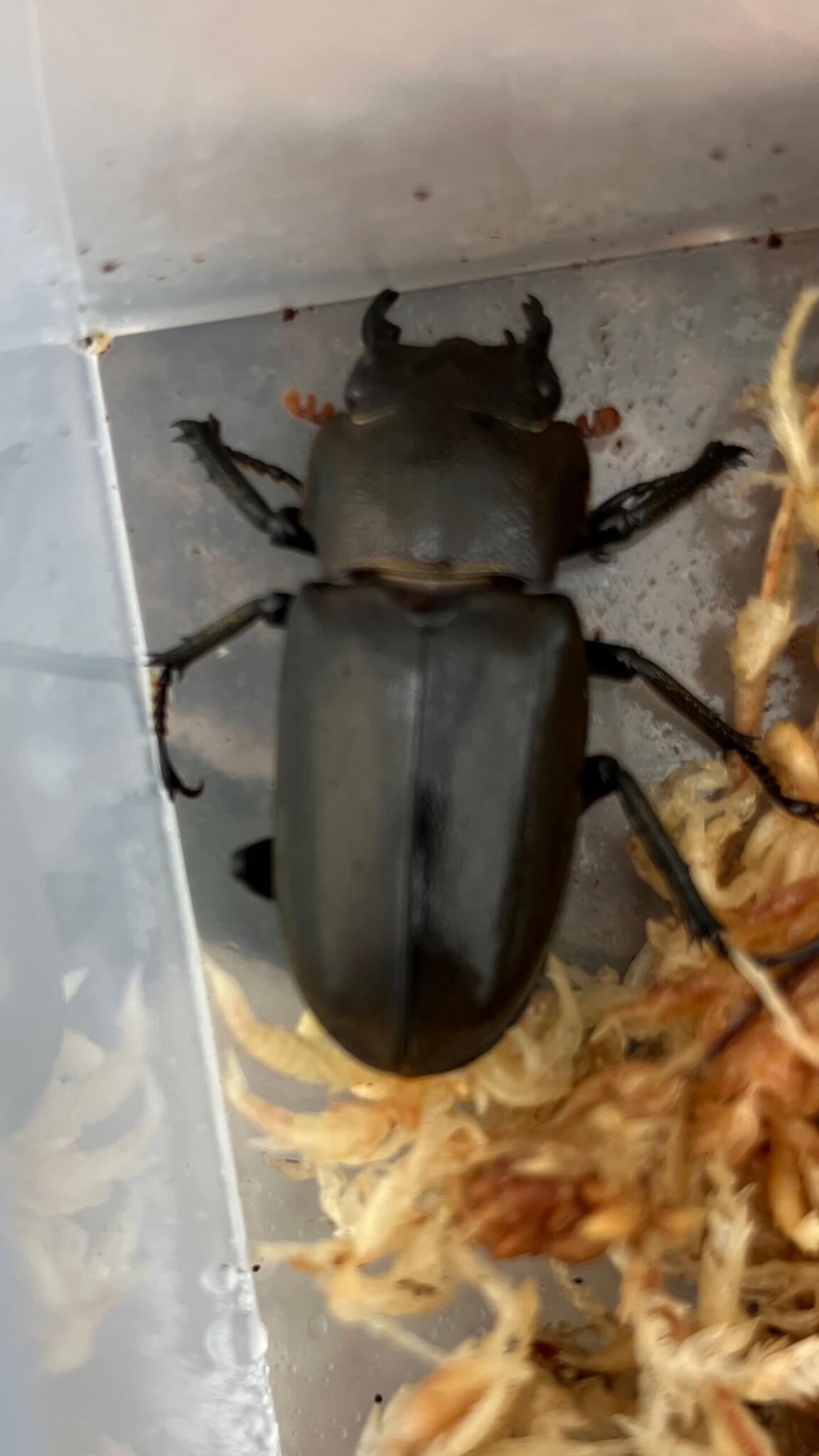 メタリフェルホソアカクワガタ