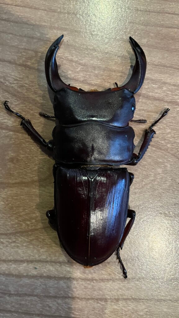 国産オオクワガタ　能勢