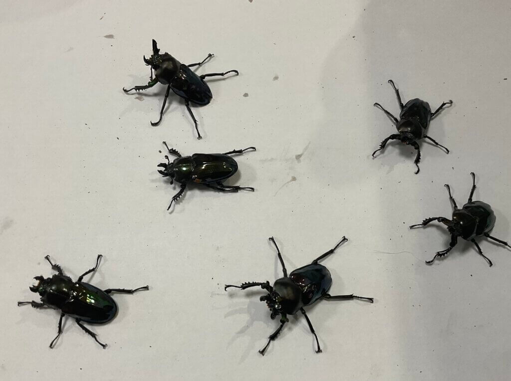 ニジイロクワガタ　グリーン血統