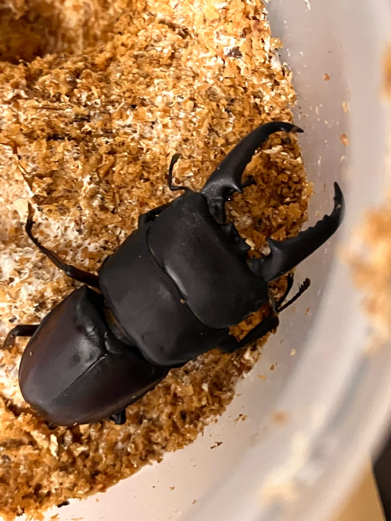 国産オオクワガタ 山梨