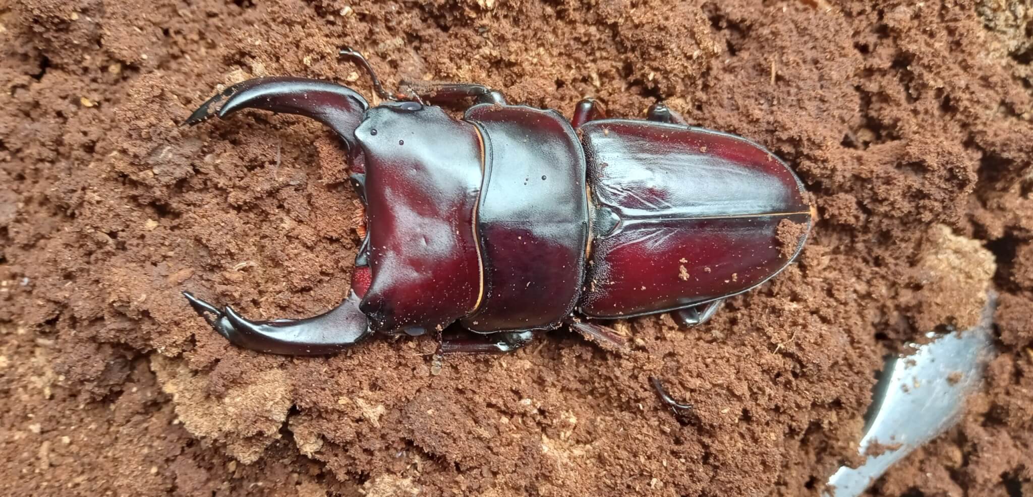 国産オオクワガタ 能勢YG