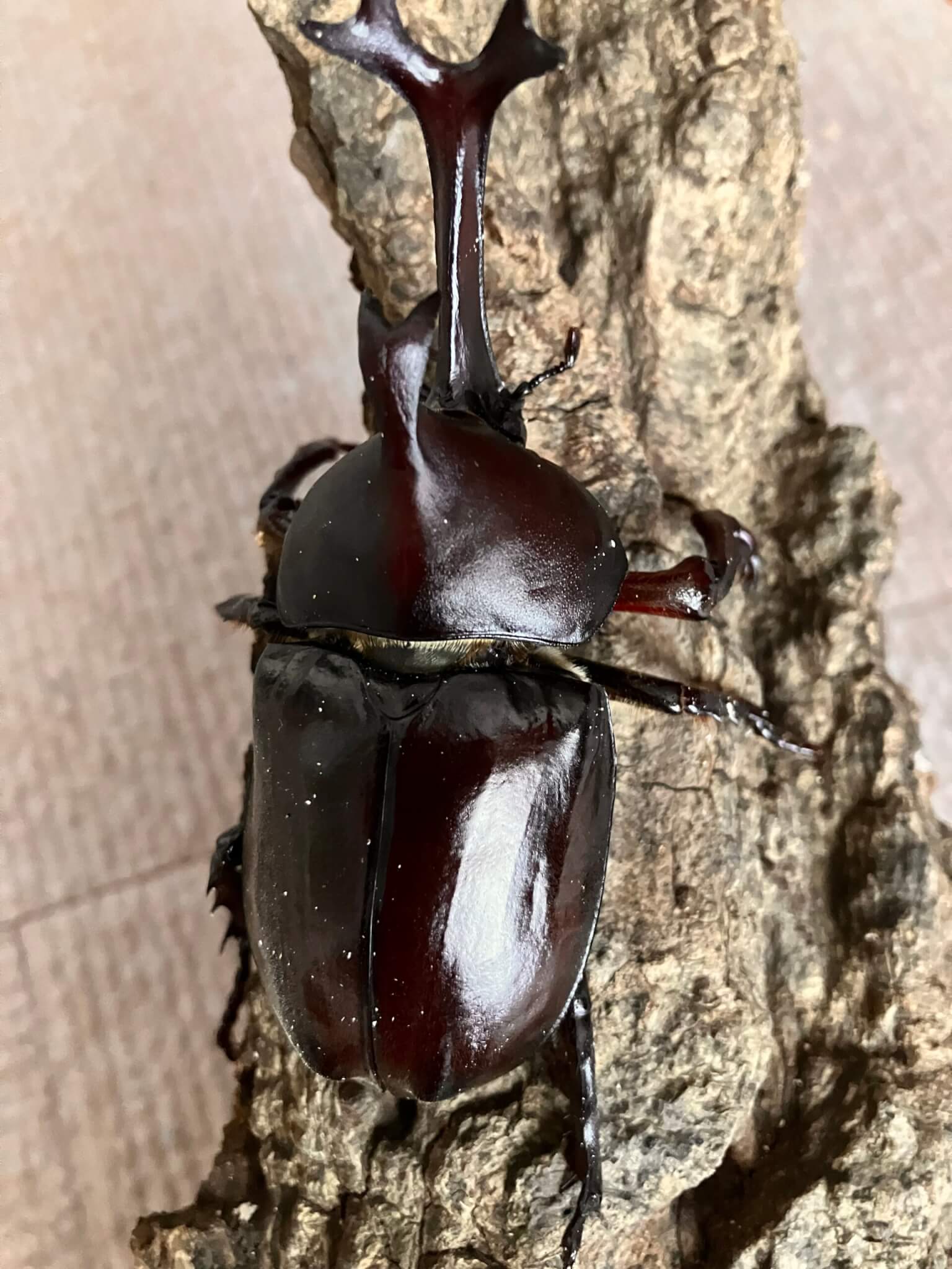 国産カブトムシ 東京