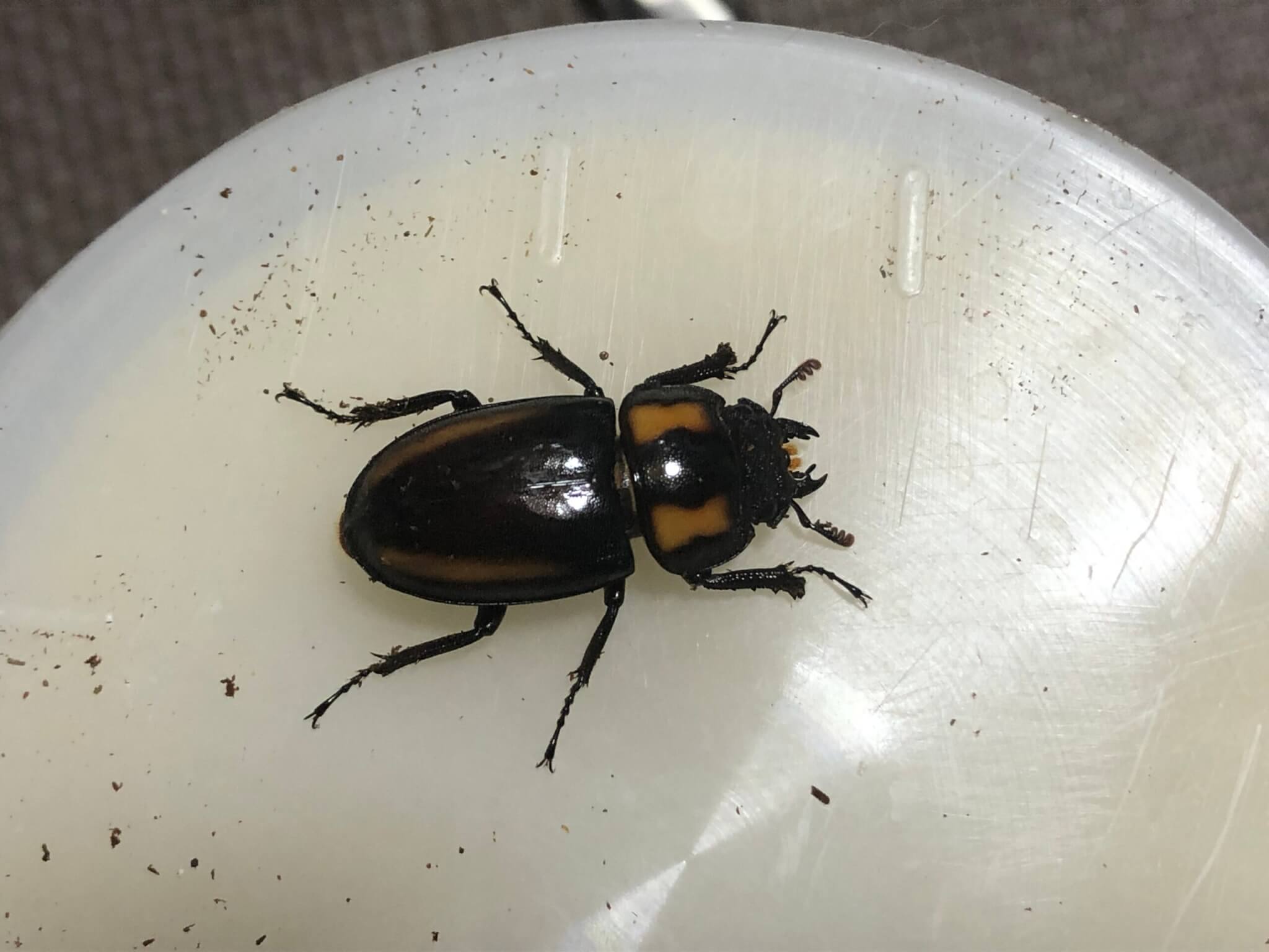 ビプラギアトゥスノコギリクワガタ