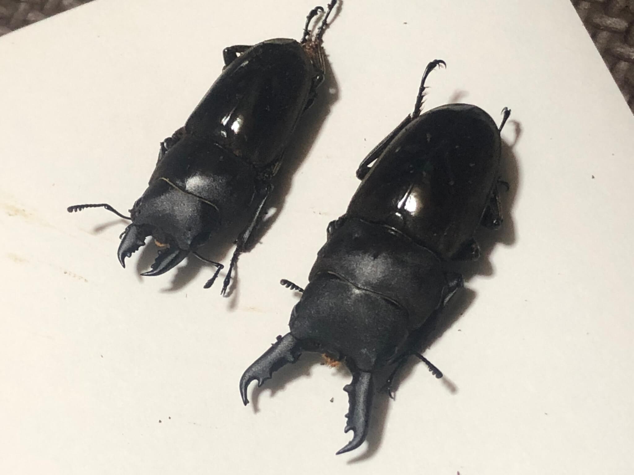 タウネスヒラタクワガタ