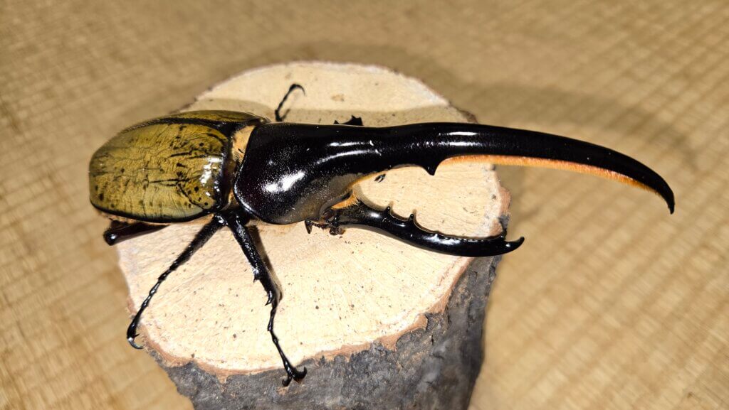 ヘラクレス・ヘラクレス