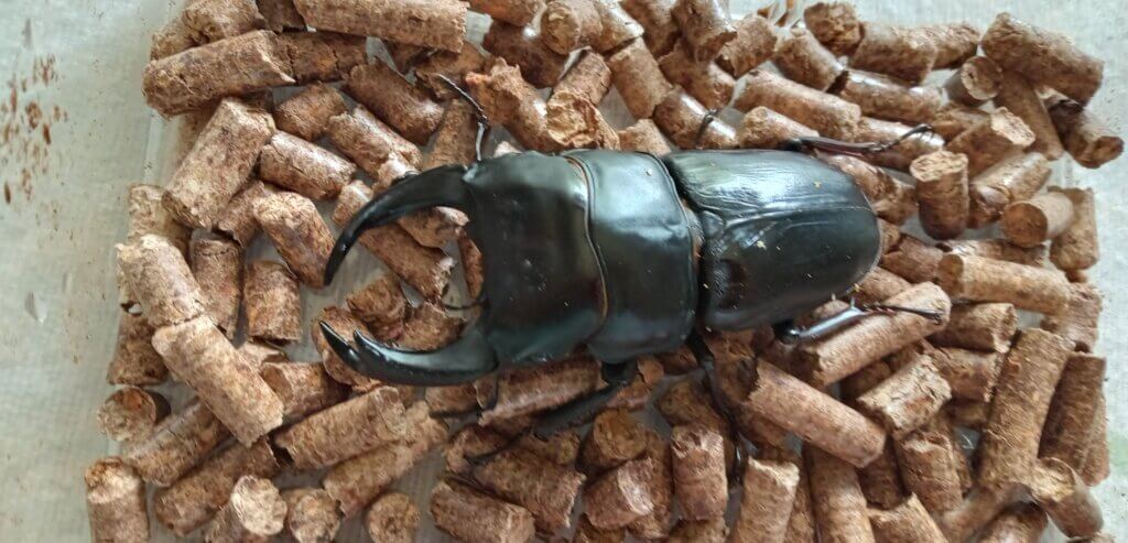 国産オオクワガタ　能勢YG