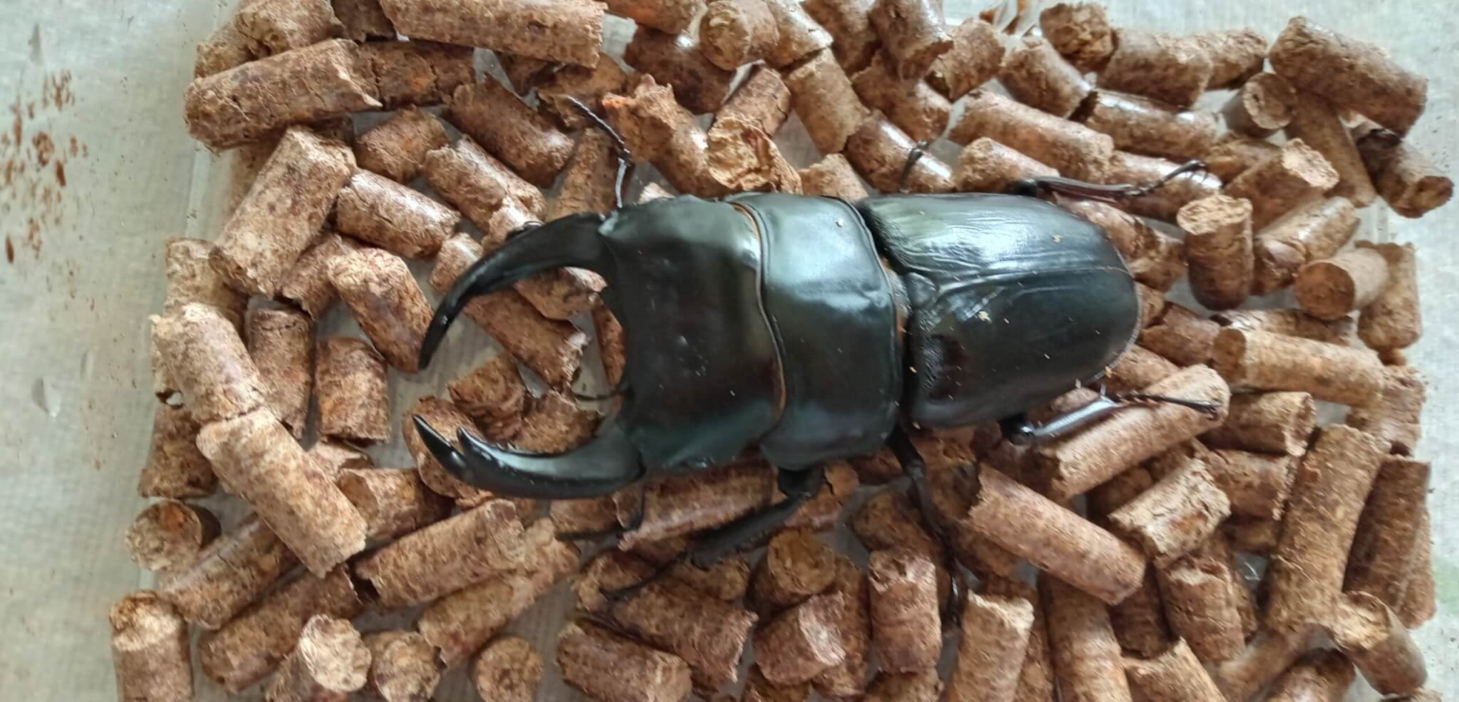 国産オオクワガタ　能勢YG