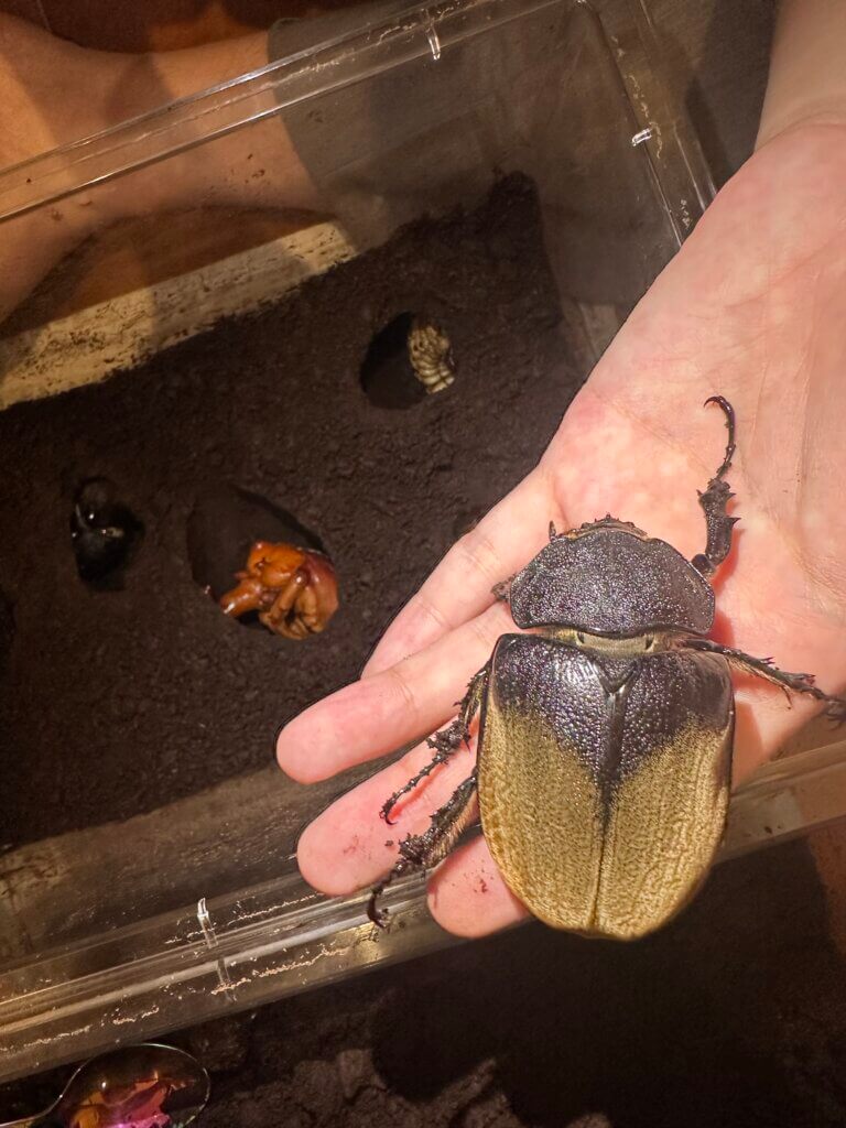 エレファスゾウカブト