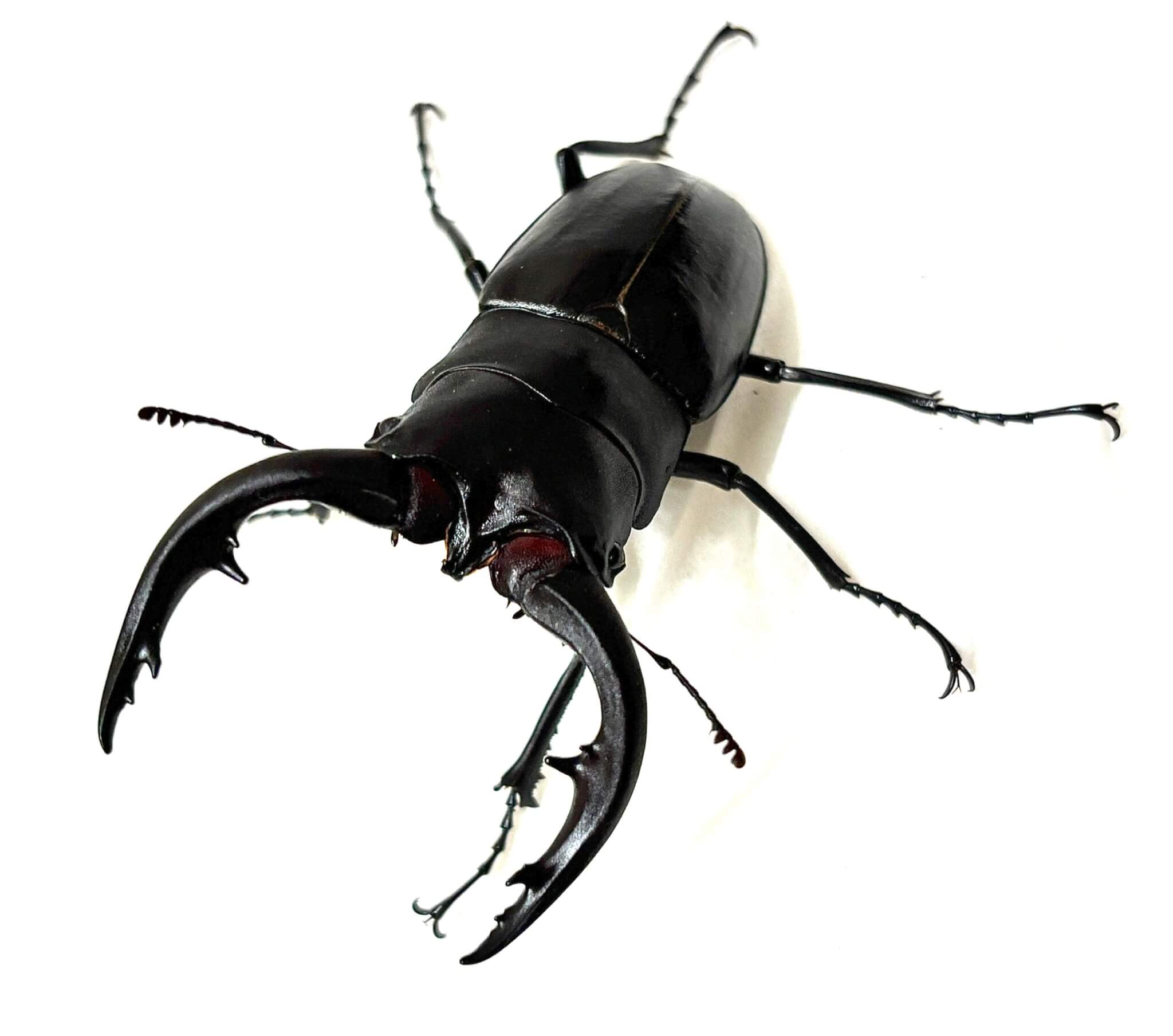 アマミノコギリクワガタ 名瀬産