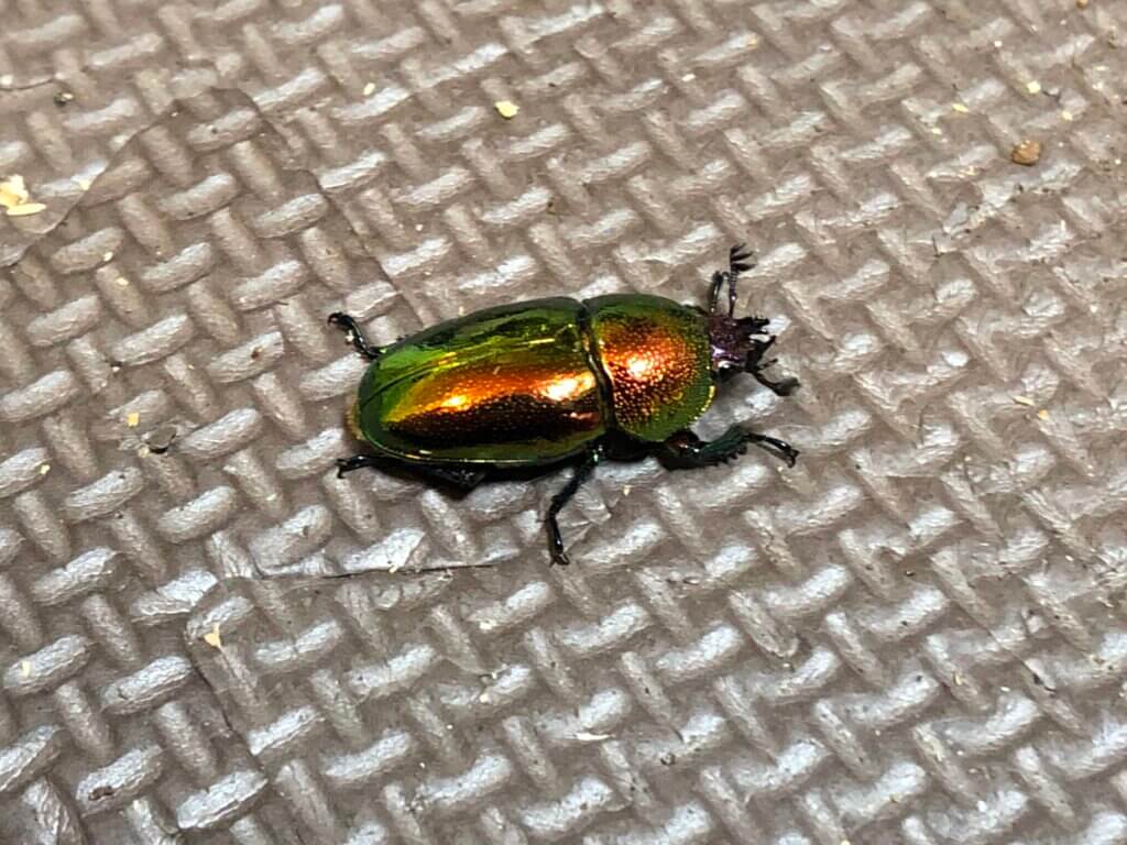 パプアキンイロクワガタ